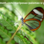 https://pussmoth.com/mariposas-palomas-o-globos